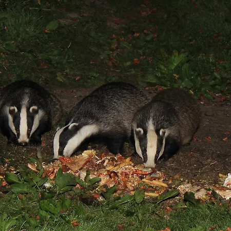 Bed & Breakfast Badger Bar 3*