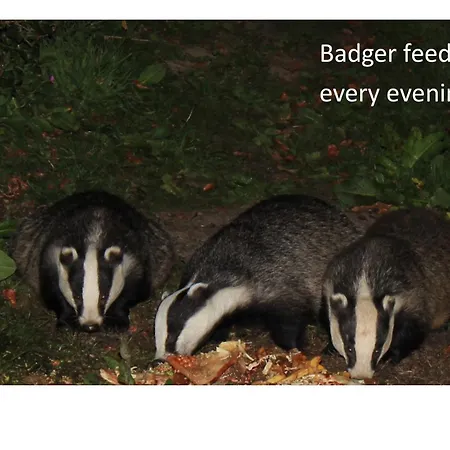 فندق مبيت وإفطار Badger Bar آمبيلسايد