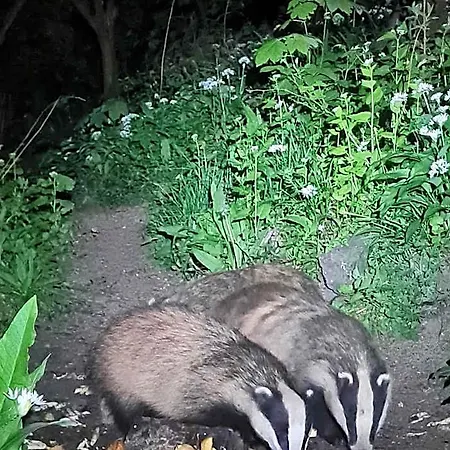 Badger Bar