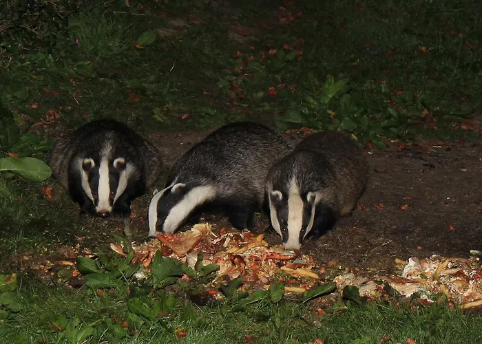 Bed & Breakfast Badger Bar 3*