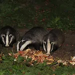 לינה וארוחת בוקר Badger Bar 3*