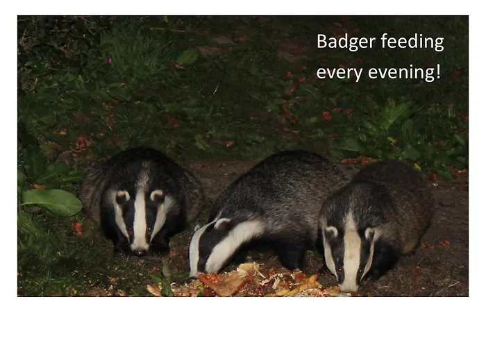 Bed & Breakfast Badger Bar Ambleside